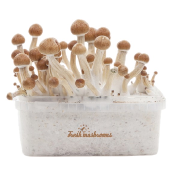 MCKENNAII MAGIC MUSHROOM GROW KIT