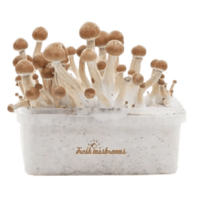 Fresh B+ Mushrooms grow kit
