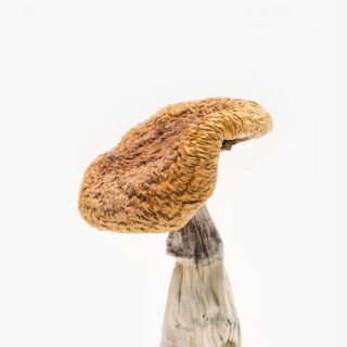 What Are Golden Teacher mushroom?