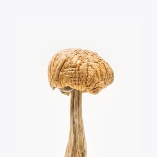 Mexican Cubensis Mushrooms