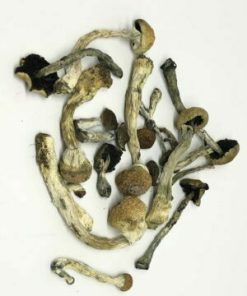 What Are Transkei Cubensis Mushrooms?