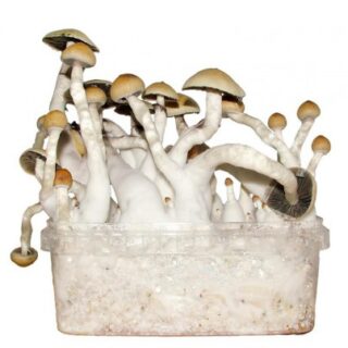 THAI MAGIC MUSHROOM GROW KIT