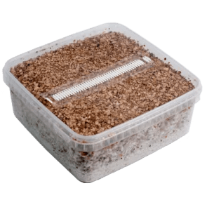 Mondo® Grow Kit Golden Teacher XL